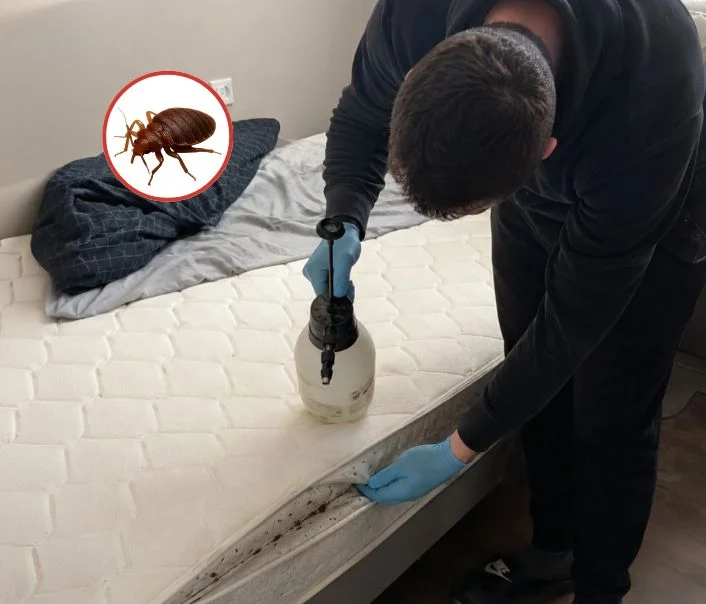Technicien traitant un matelas contre les punaises de lit à Mours